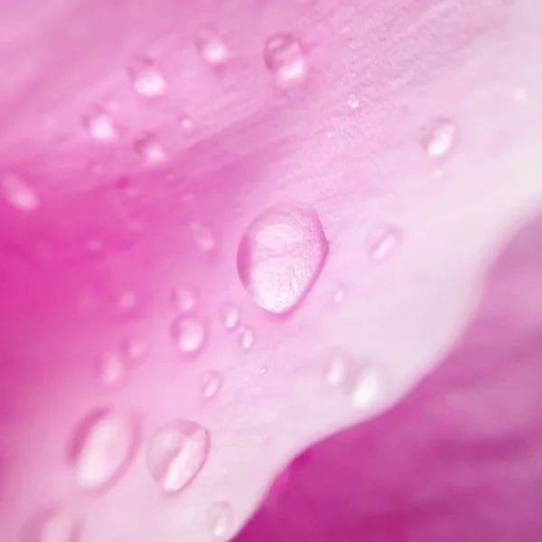 Water droplets on a peony petal. Macro