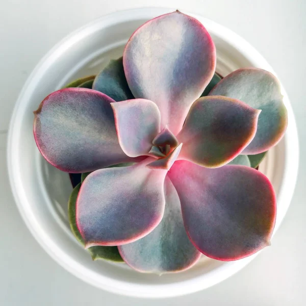 Roze en groene succulente in een witte pot close-up, bovenaanzicht — Stockfoto