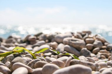 Bulanık bir parlak deniz karşı kurutulmuş yeşil yosun ile deniz çakıl