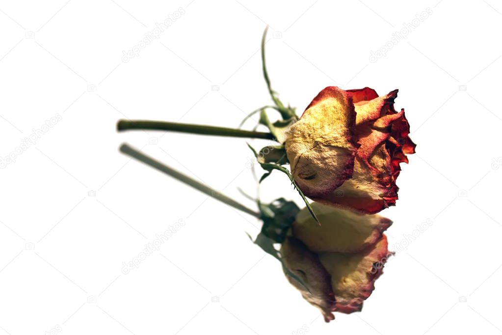 Dried rose reflecting in the mirror on a white background