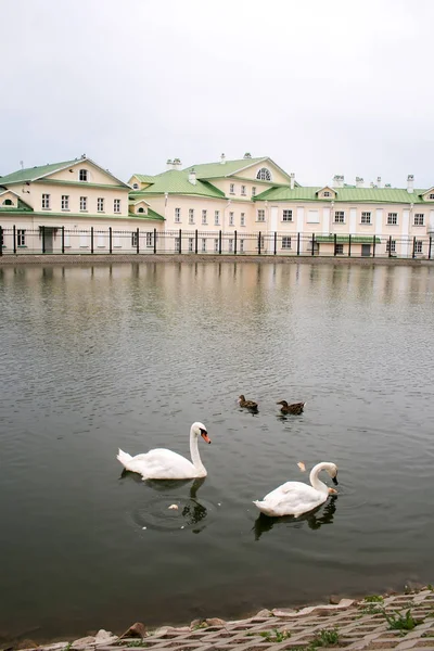 Two-story house with a green roof, located behind a fence on the pond on an overcast day. Two swans and two ducks swim in the pond and eat bread. The city of Sergiyev Posad