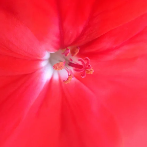 Center of the red flower closeup — Stock Photo, Image