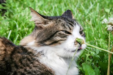 Kulakları ile kedi basılı ve dil dışarı yapışan çim yatıyor ve karahindiba koklamak