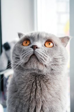 Turuncu gözlü gri Iskoç Fold kedi yukarı bakıyor