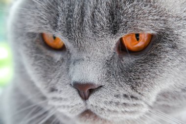 Turuncu gözlü gri Iskoç Fold kedi