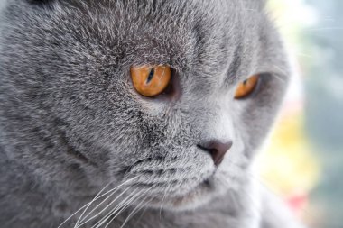 Turuncu gözleri ile gri Iskoç Fold kedi uzakta görünüyor
