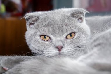 Turuncu gözlü gri Iskoç Fold kedi yavrusu