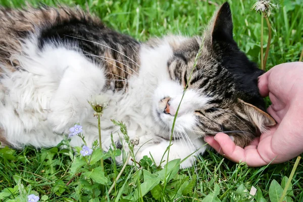 猫は草の上に横たわって 耳の後ろに手を傷を取得します — ストック写真