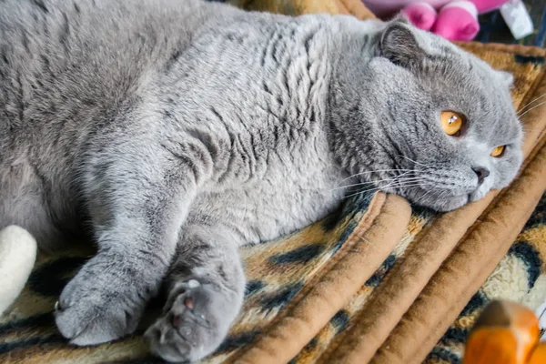 Gris Escocés Plegable Gato Encuentra Marrón Manchado Cuadros Mira Distancia — Foto de Stock