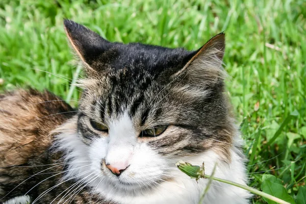 猫躺在草地上 — 图库照片