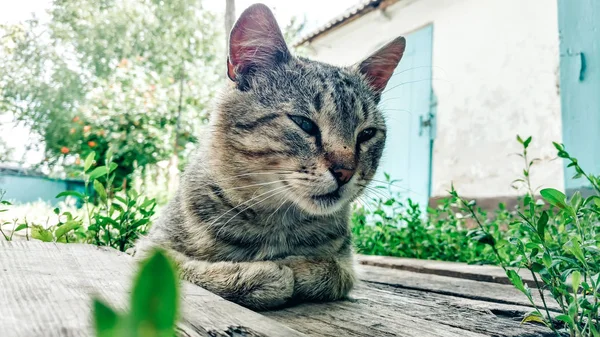 Happy cat lies on wooden planks among the green