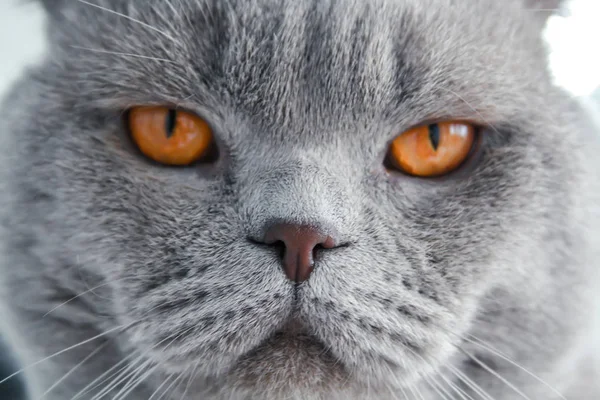 Γκρίζα Σκοτσέζικη Γάτα Πορτοκαλί Μάτια — Φωτογραφία Αρχείου