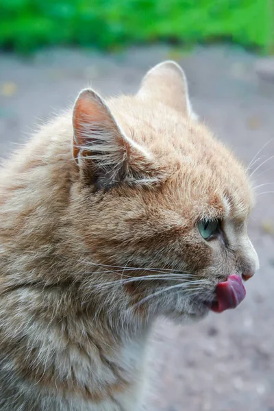 姜猫舔他的嘴唇 — 图库照片