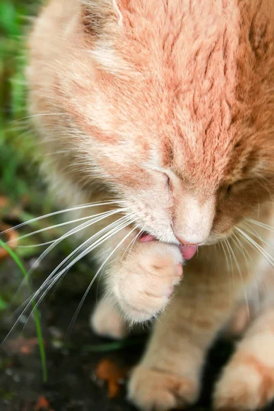 Ginger cat licks his paw
