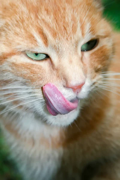 Yeşil Gözleri Ile Zencefil Kedi Onun Dudak Yalıyor — Stok fotoğraf