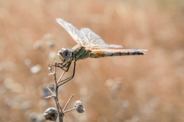 Yusufçuk bir kuru dalda oturuyor. Makro