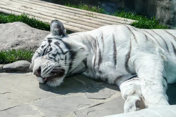 White Tiger Sleeping Rocky Floor — Stock Photo, Image