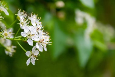 Bulanık yeşil arka plan üzerinde ince stamens ve beyaz yaprakları ile ihale çiçekli bitki nin closeup görünümü