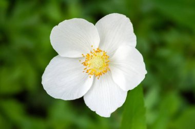 Bulanık yeşil arka plan üzerinde sarı merkezi ile bir anemone hupehensis güzel bir beyaz çiçek Closeup görünümü