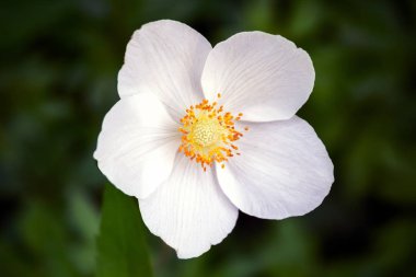 Bulanık koyu yeşil arka plan üzerinde sarı merkezi ile bir anemone hupehensis güzel bir beyaz çiçek Closeup görünümü