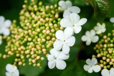 Bulanık yeşil arka plan karşı tomurcukları ve viburnum opulus çiçek yakın çekim görünümü