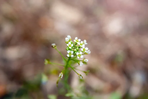 Vista de close-up em uma planta concurso com talos finos e flores brancas contra um fundo marrom claro borrado — Fotografia de Stock