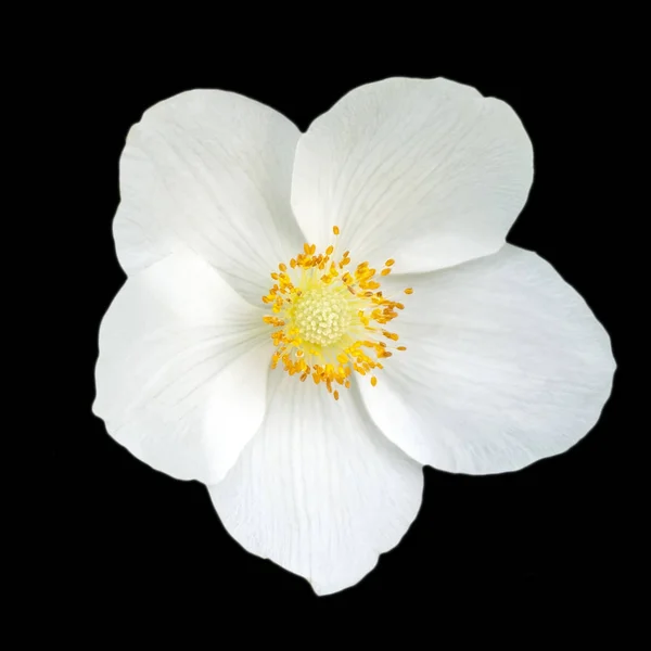 Flor blanca centro amarillo fotos de stock, imágenes de Flor blanca centro amarillo sin royalties | Depositphotos Flor blanca centro amarillo fotos de stock, imágenes de Flor blanca centro amarillo sin royalties | Depositphotos