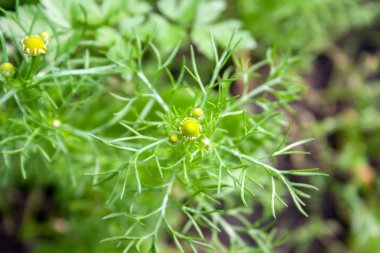Bulanık yeşil arka plan karşı küçük dallar arasında çiçekli papatya tomurcukları