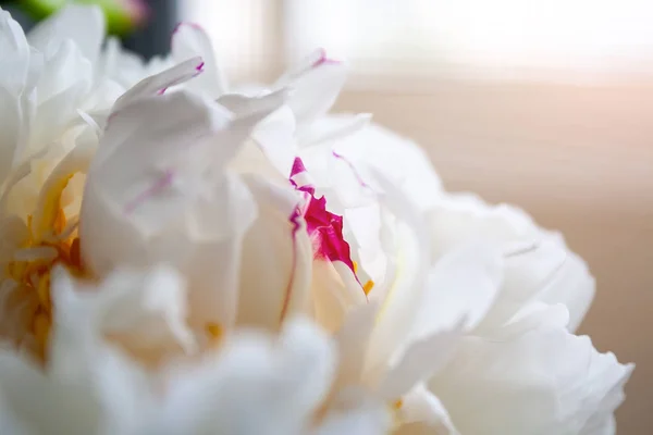 Vista de cerca de un hermoso blanco con brote de flores salpicaduras de color lila de una peonía. Enfoque selectivo — Foto de Stock