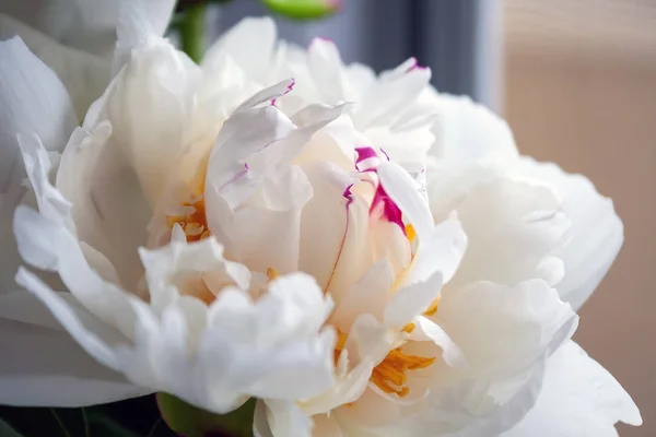 Vista da vicino di un bel bianco con gocce di lilla bocciolo di fiore di una peonia. Focus selettivo — Foto Stock