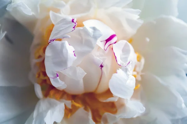 Zbliżenie piękny biały z liliowym rozpryskami Kwiat pączek piwonii. Selektywna koncentracja — Zdjęcie stockowe