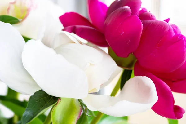Vista lateral de cerca de dos flores de peonía - blanco y rosa brillante. Enfoque selectivo — Foto de Stock