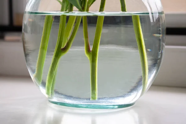 Close-up weergave van een transparante glazen vaas met water staande op een vensterbank, waardoor groene stengels van bloemen zichtbaar zijn — Stockfoto