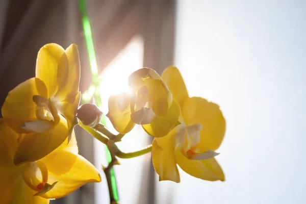 Květiny žluté orchideje, stojící na okenní římse za jasného slunečného dne. Selektivní zaměření. Zobrazení closeup. Rozmazané pozadí — Stock fotografie