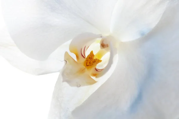 Closeup pohled k bílé falaenopóze orchideje se žlutým středem s červenými skvrnami. Selektivní zaměření — Stock fotografie