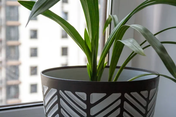 Een grote zwarte en witte pot met een groene plant staat op een witte vensterbank bij het raam. Close-upweergave — Stockfoto