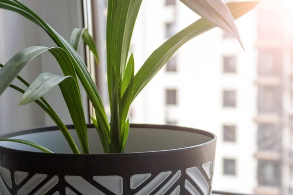 Een grote zwarte en witte pot met een groene plant staat op een witte vensterbank bij het raam. Close-upweergave — Stockfoto