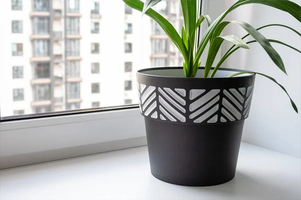 緑色の植物を持つ大きな黒と白のポットは、窓の前の白い広い窓の上に立っています — ストック写真