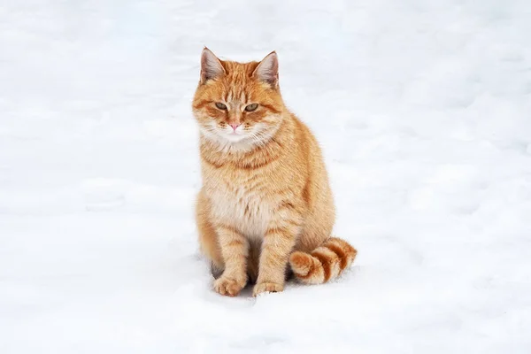Ginger, kočka sedící na sněhu — Stock fotografie