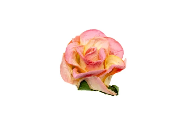 Rosa e amarelo papel rosa flor para scrapbooking isolado no fundo branco — Fotografia de Stock