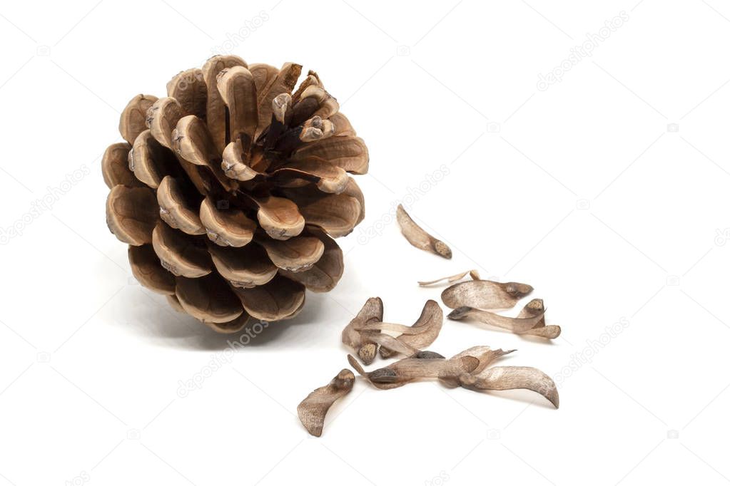 Dry pine cone with seeds around it isolated on white background