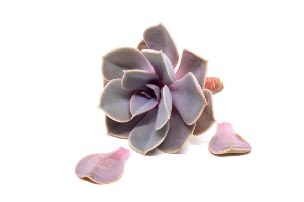 Gölge ile beyaz arka plan üzerinde izole iki yırtık yaprakları ile kesilmiş Echeveria leylakin yakın çekim görünümü. Hayalet Echeveria, Crassulaceae familyasına ait bir bitki türüdür.