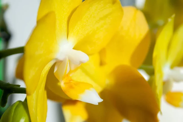 Vista close-up de uma bela flor de falaenopsis orquídea amarela em um dia ensolarado brilhante. Foco seletivo — Fotografia de Stock