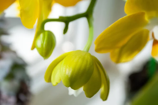 Nádherný kvetoucí žlutý pupen, stojící na okenní římse. Selektivní zaměření. Zobrazení closeup. Rozmazané pozadí — Stock fotografie