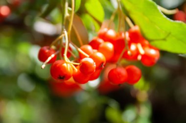 Rowan yaprakları ile onlara akan bir güneş ışığı ile parlak portakal ashberries bir closeup görünümü. Seçici odak. Bulanık yeşil arka plan
