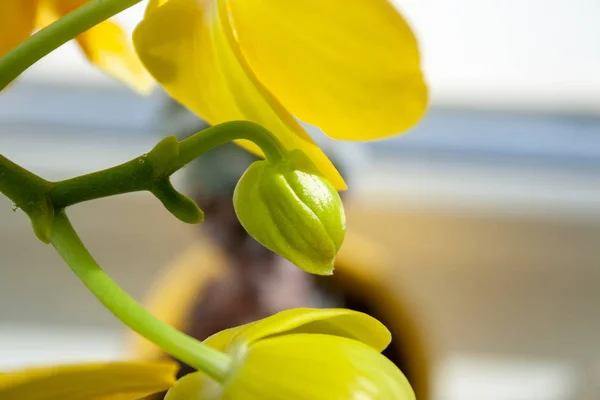 Krásný uzavřený pupen žluté falaenopózy na pozadí otevřených rozmazaných květin, které stojí na okenní římse. Selektivní zaměření. Zobrazení closeup — Stock fotografie