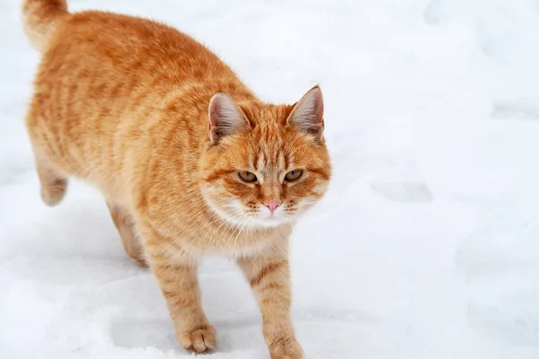 Ginger, kterou kočka procházela ve sněhu u zmrzlé řeky — Stock fotografie