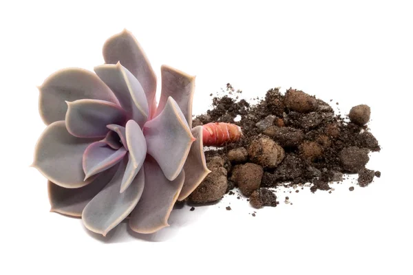 Close-upweergave op gesneden Echeveria LILACINA liggend met bodem met insluitsels van drainage deeltjes geïsoleerd op witte achtergrond. Zeer poreus substraat voor cactussen en vetplanten met Ghost Echeveria — Stockfoto