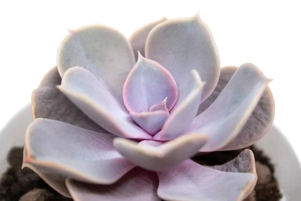 Beyaz arka plan üzerinde izole bir tencerede Echeveria leylakine yakın çekim görünümü. Hayalet Echeveria, Crassulaceae familyasından bir bitki türüdür. Seçici odaklama
