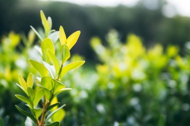 Bulanık bir arka plan karşı güneş ışığında yeşil bir çalı bir yetişkin ihale dalları üzerinde closeup görünümü. Seçici odak. Bir peri glade sıcak yaz veya erken sonbahar günü
